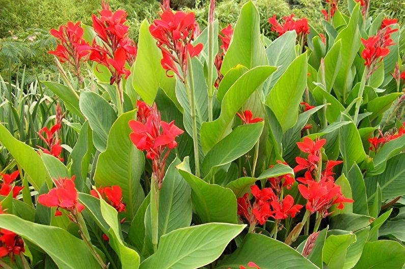 Indisches Blumenrohr anbauen