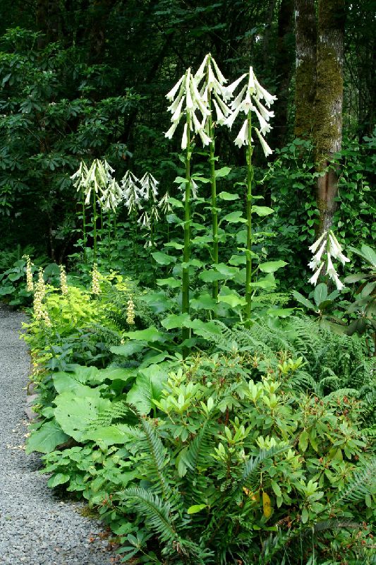 Cardiocrinum: Pflanzung und Pflege