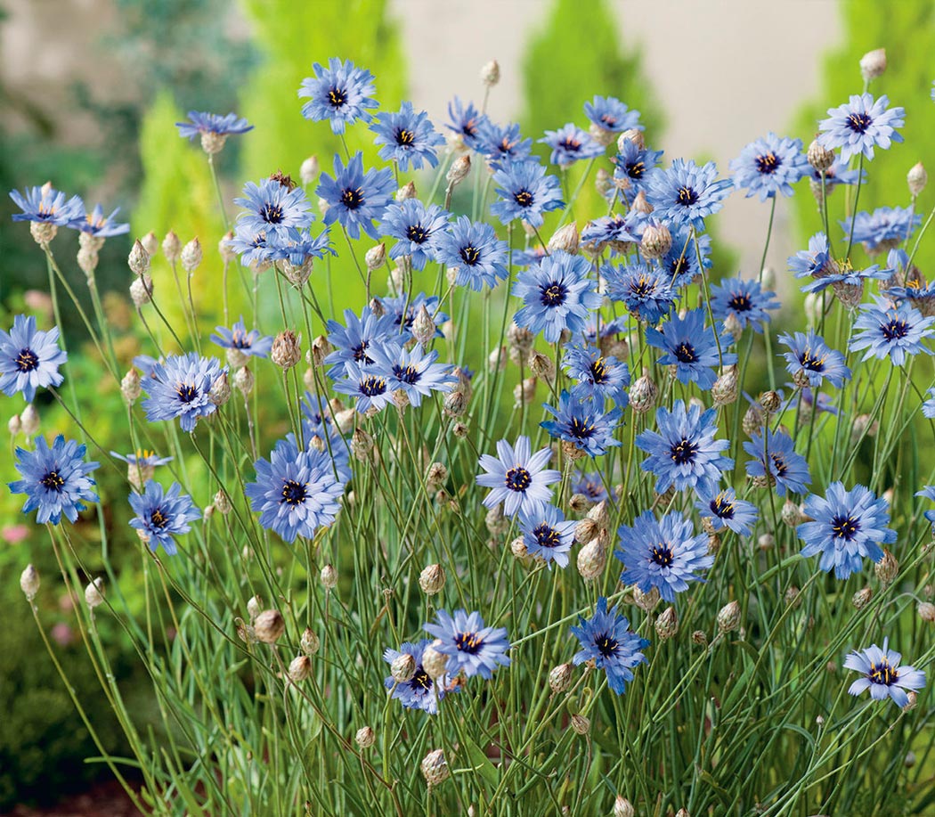 Catananche 'Sabawa' – Anzucht aus Samen