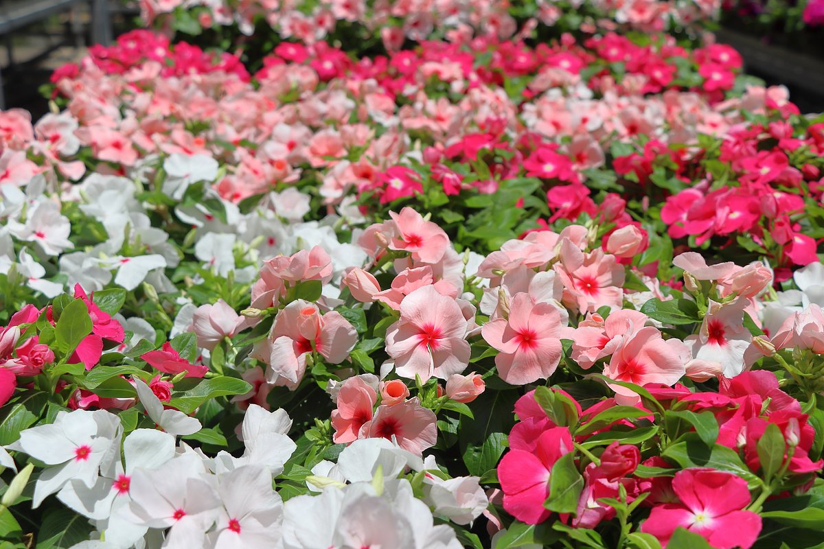 Catharanthus pflanzen und pflegen im Haus