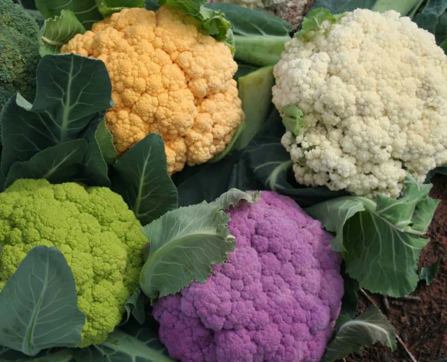 Aussaat von Blumenkohl im Freiland
