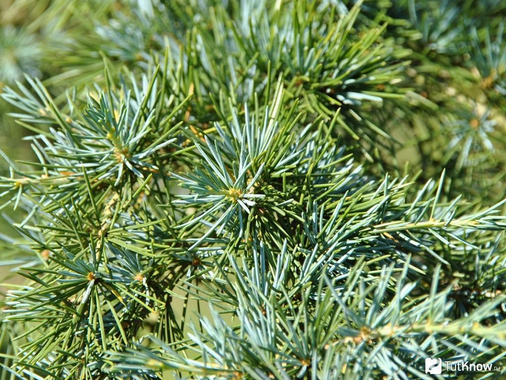 Zeder: Pflanzung und Pflege im Freiland