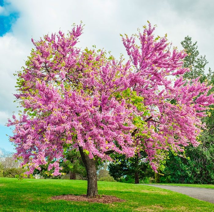 Cercis-Baum: Pflanzung und Pflege