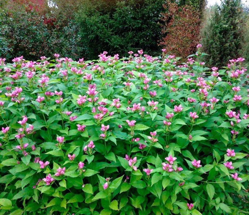Chelone pflanzen und pflegen im Freiland