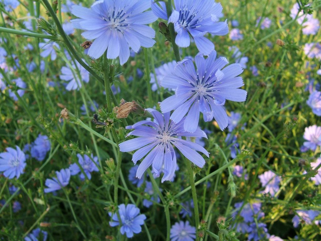 Anbau von Chicorée im Gemüsegarten