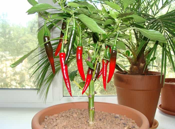 Anbau von Chili-Pfeffer auf der Fensterbank aus Samen
