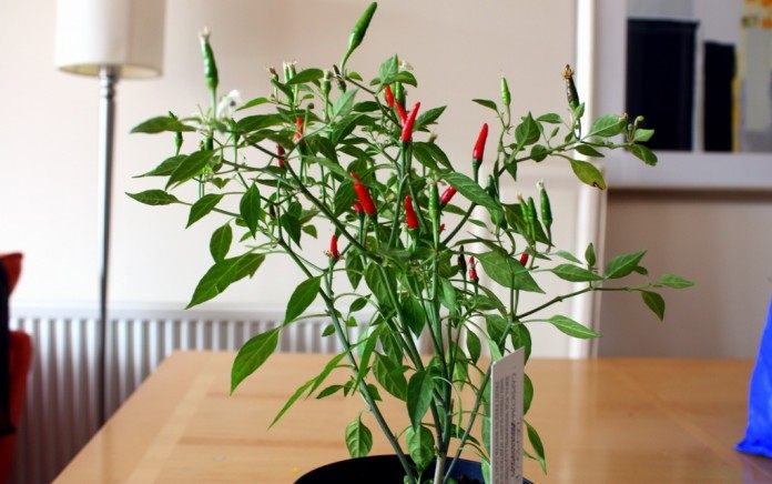 Chili-Pfeffersamen für den Anbau zu Hause