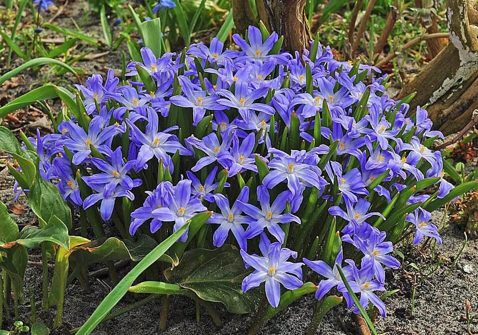 Chionodoxa: Pflanzen und Pflege im Freiland
