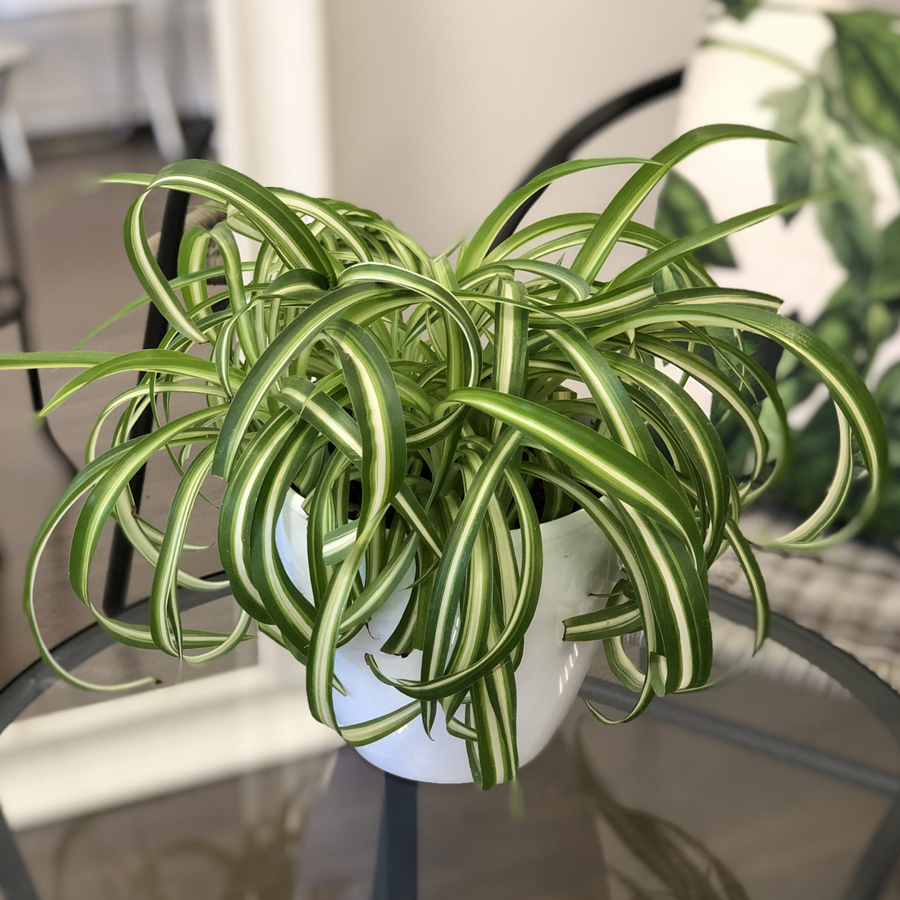 Chlorophytum-Pflanze: Nützliche Eigenschaften