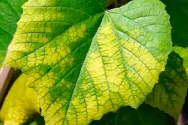 Wie behandeln Sie Chlorose bei Pflanzen?