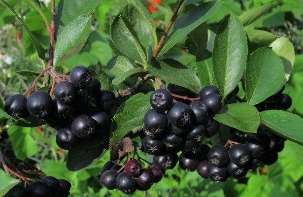 Aronia: Anbau und Pflege