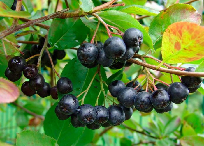 Schwarze Apfelbeere – Pflanzung und Pflege