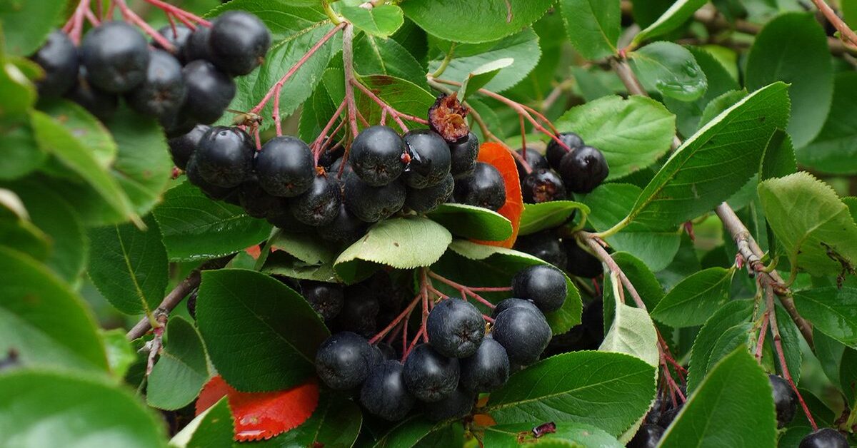 Vermehrung der Apfelbeere durch Stecklinge im Frühling