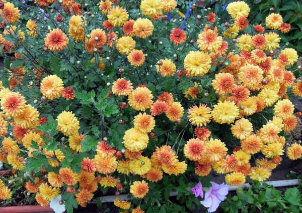 Dubki Blumen Pflege Vermehrung