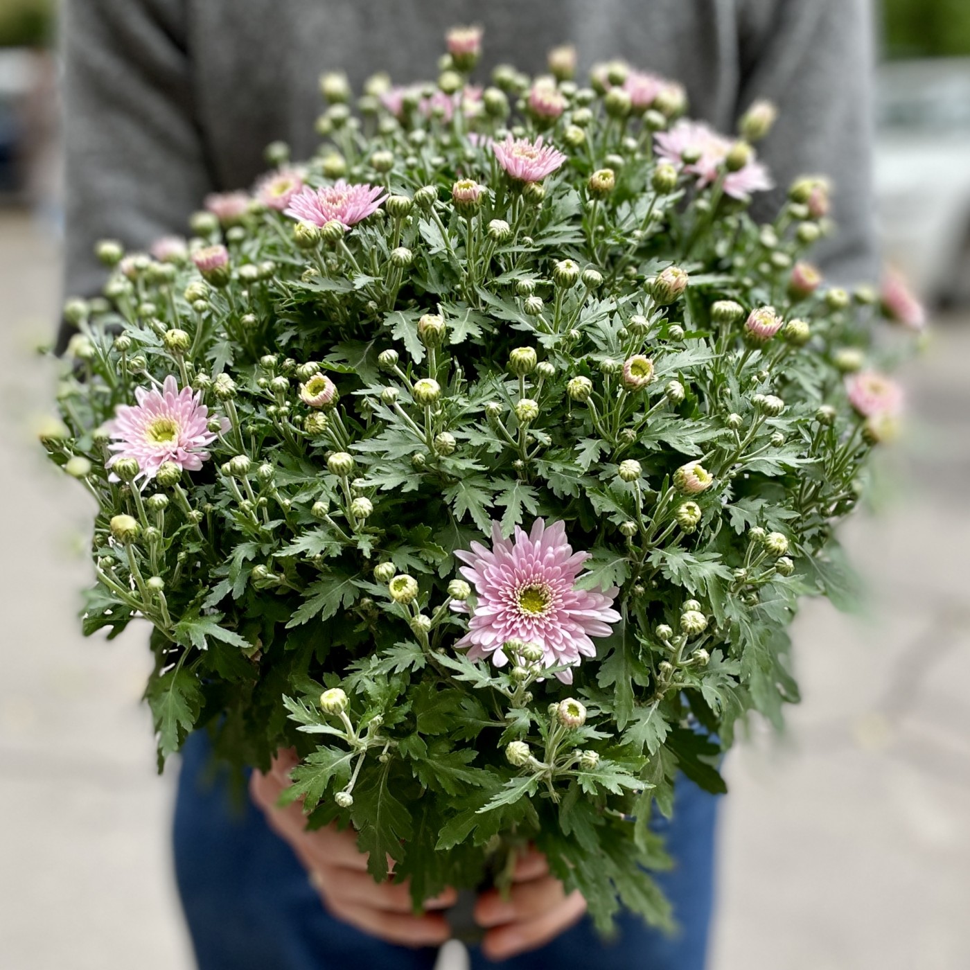 Sie haben eine Chrysantheme im Topf geschenkt bekommen – wie pflegt man sie?