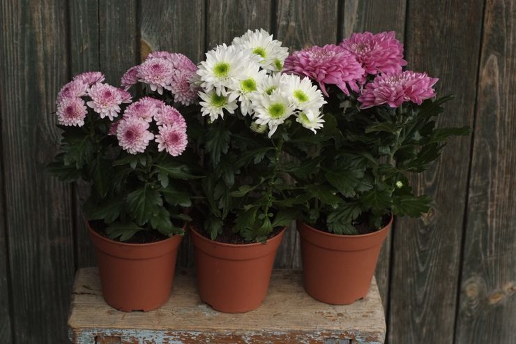 Chrysantheme im Topf: Umpflanzung ins Freiland