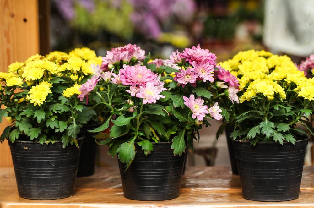 Chrysantheme im Topf: Wie pflegen Sie sie nach dem Kauf?