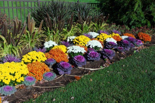 Chrysanthemen im Herbst pflanzen – wann und wie?