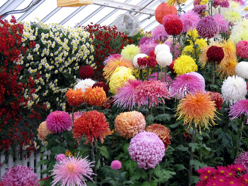 Chrysanthemen aus Samen: Anbau und Pflege