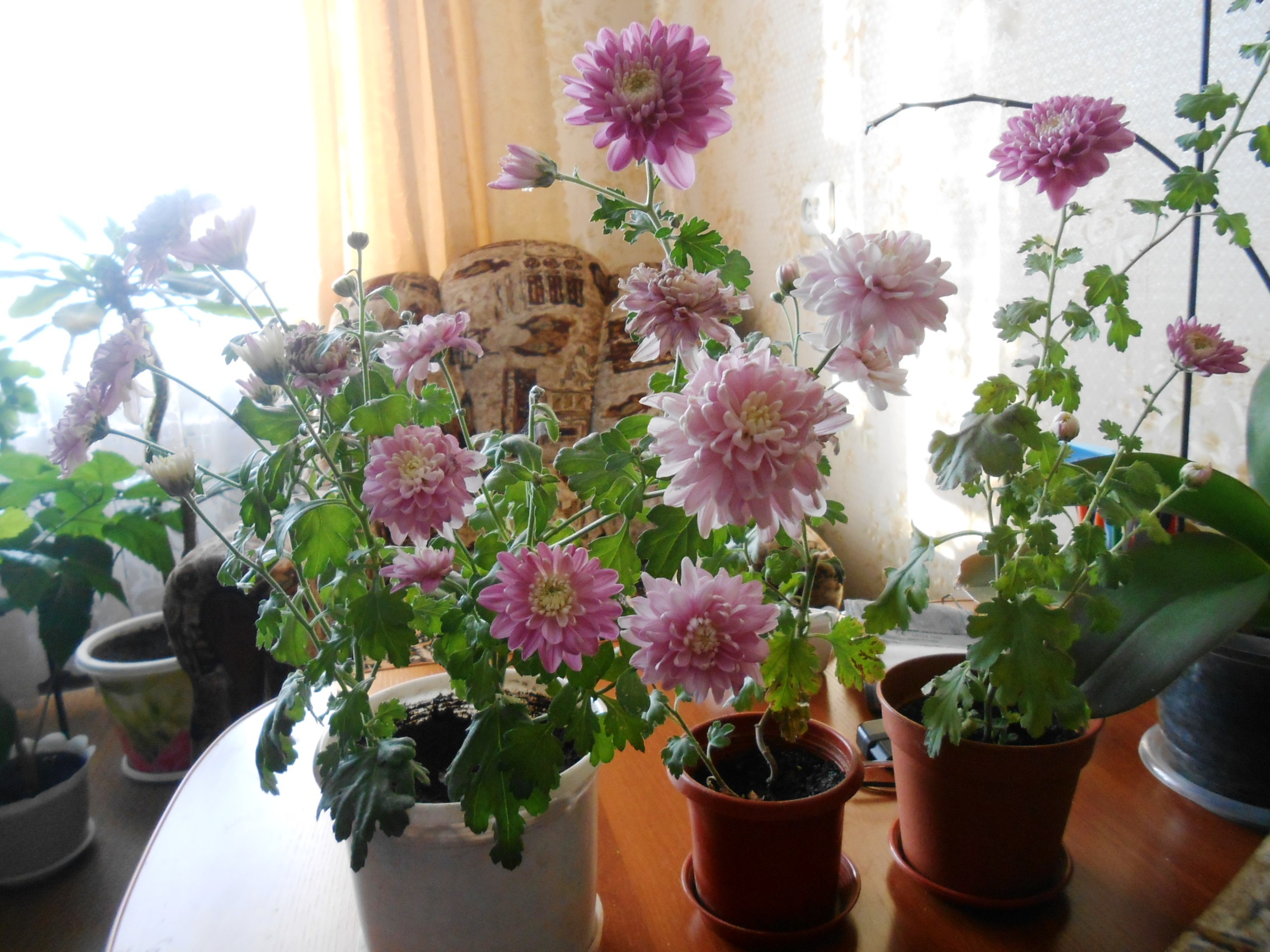 Chrysanthemen: Pflanzung und Pflege im Herbst, Rückschnitt