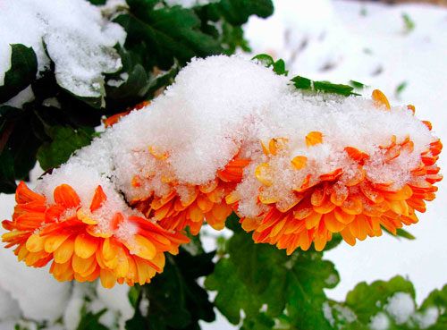 Vorbereitung von Chrysanthemen auf den Winter im Freiland