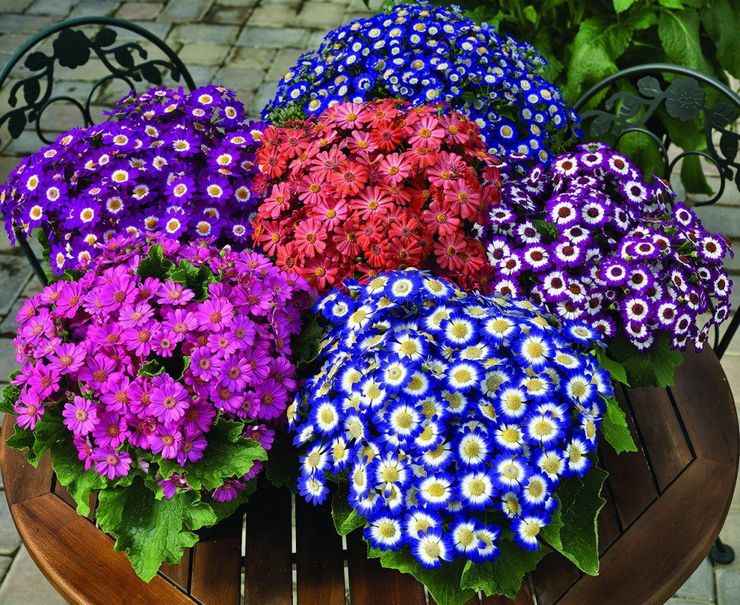 Cineraria auf dem Foto. Anbau von Cineraria