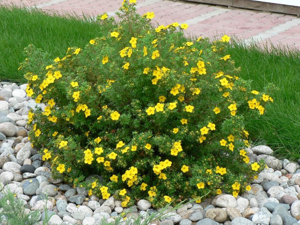 Potentilla fruticosa (Fingerstrauch) – Pflanzung und Pflege