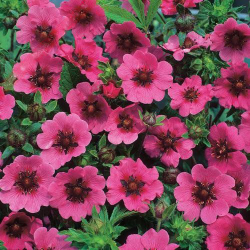 Potentilla Miss Willmott: Anbau und Pflege