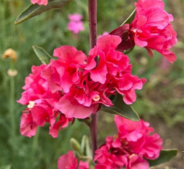 Clarkia: Anbau aus Samen – wann pflanzen?