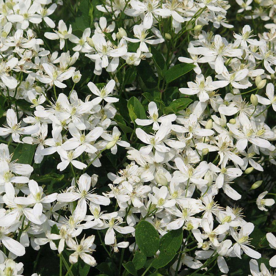 Clematis mandschurica Anbau aus Samen