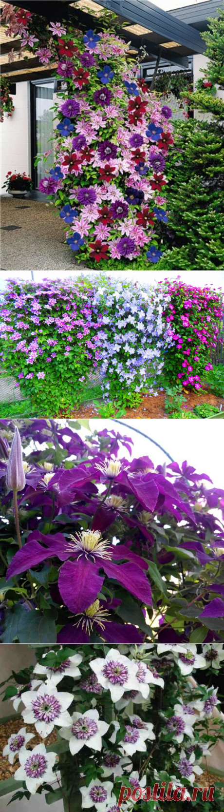 Pflanzung und Pflege von Clematis: Einige Tipps für Gärtner