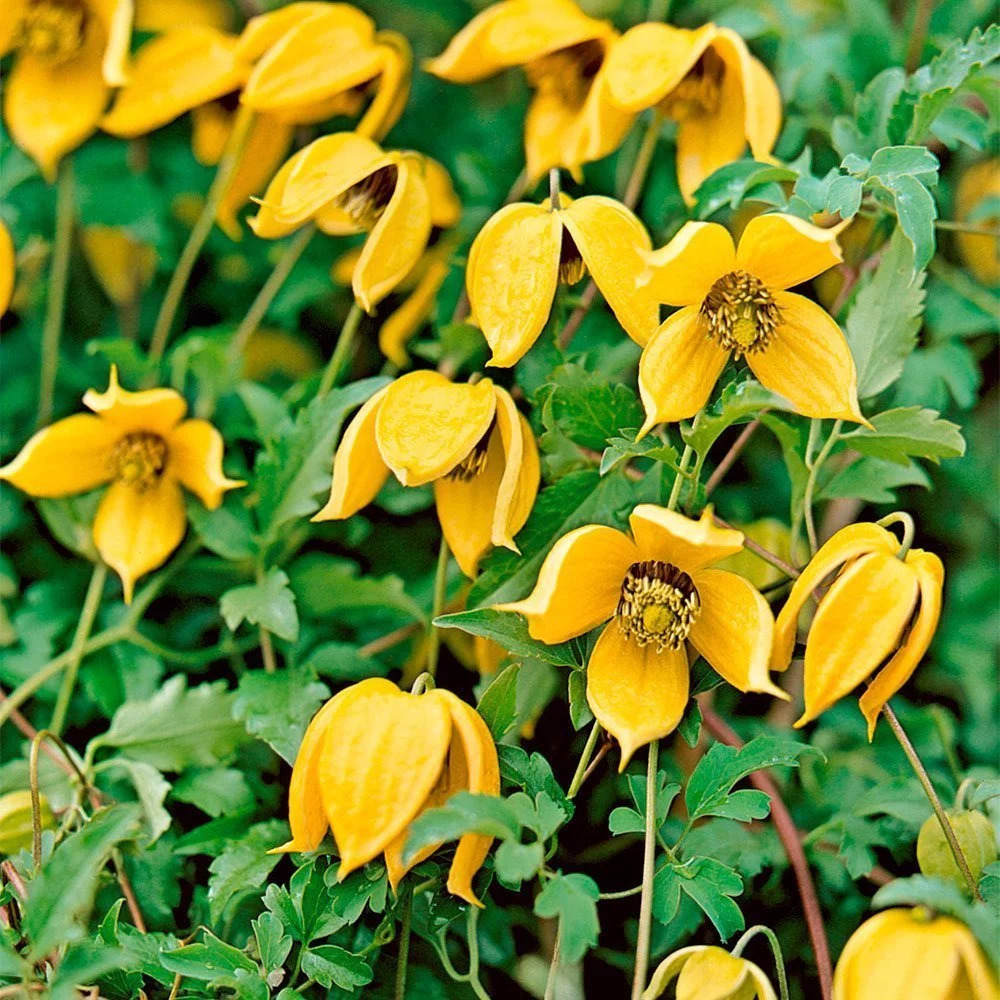Clematis tangutica 'Radar der Liebe' Anzucht aus Samen