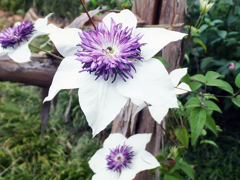 Clematis-Überwinterung im Freiland