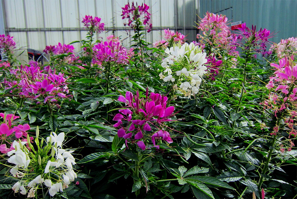 Wann sollte man Cleome aus Samen ziehen und pflanzen?