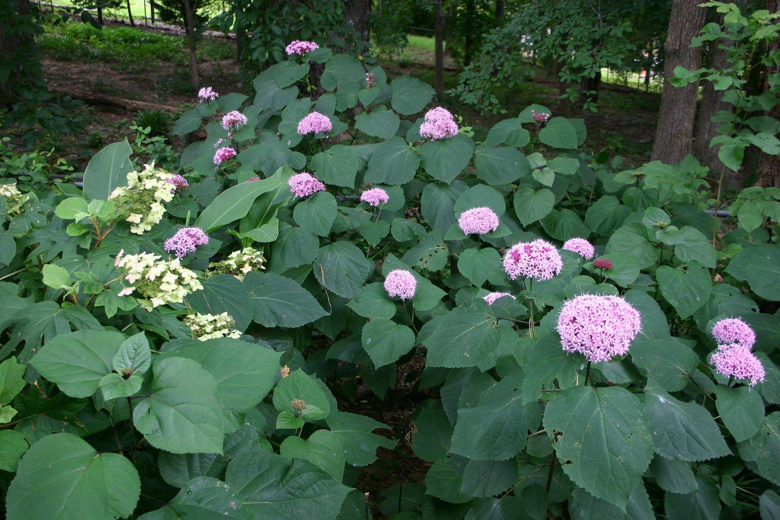 Clerodendrum bungei im Freiland