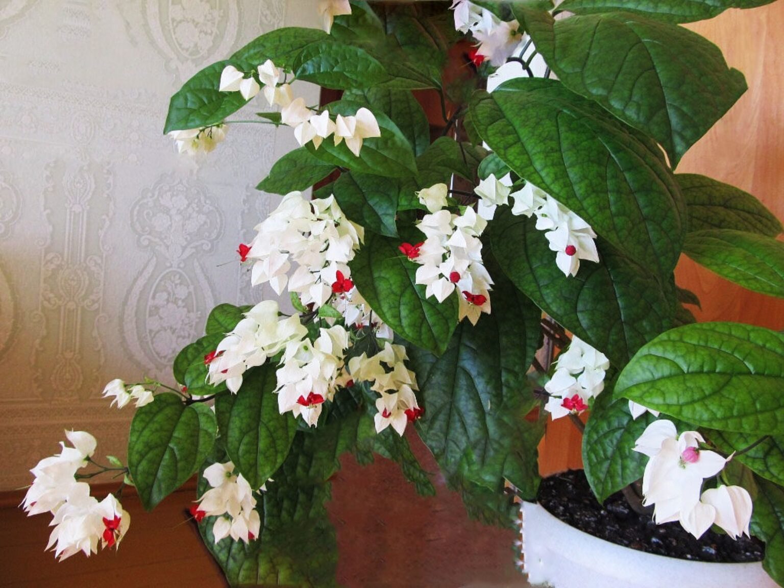 Vermehrung von Clerodendrum philippinum