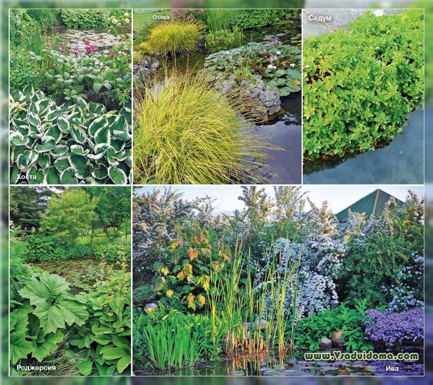 Uferpflanzen für den Teich