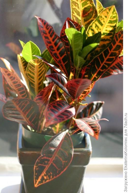Codiaeum-Vermehrung durch Blatt