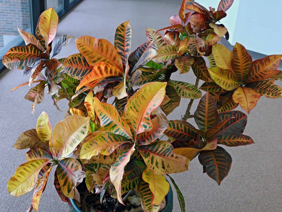 Codiaeum variegatum Vermehrung
