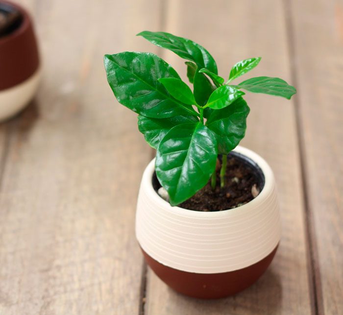 Kaffee im Topf: Wie pflegen?