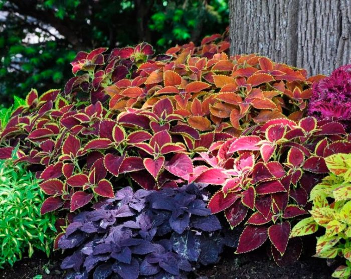 Coleus im Garten – Pflanzung und Pflege