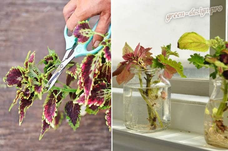 Coleus-Vermehrung durch Stecklinge in Wasser