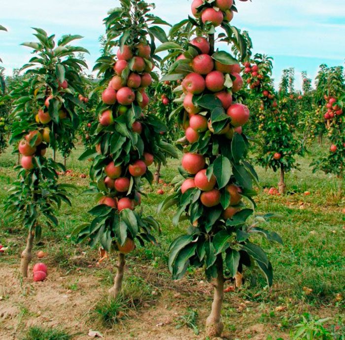 Säulenapfel – Pflanzung und Pflege in Sibirien
