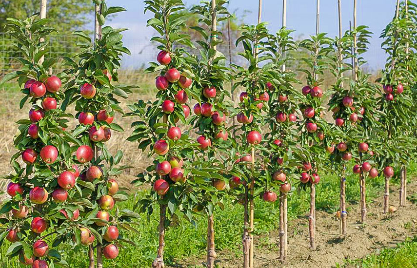 Pflanzung von säulenförmigen Obstbäumen
