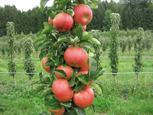 Pflanzung von Säulenbäumen im Herbst