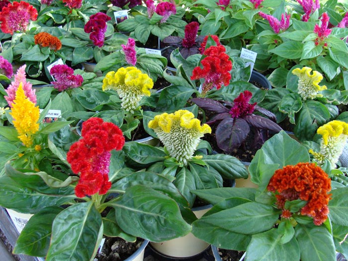 Celosia cristata (Hahnenkamm) – Anzucht aus Samen