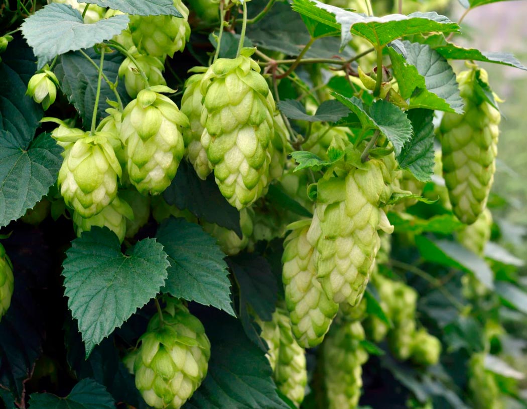 Gewöhnlicher Hopfen: Pflanzung und Pflege