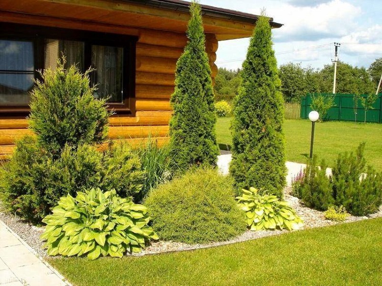 Pflege von Nadelgehölzen im Garten