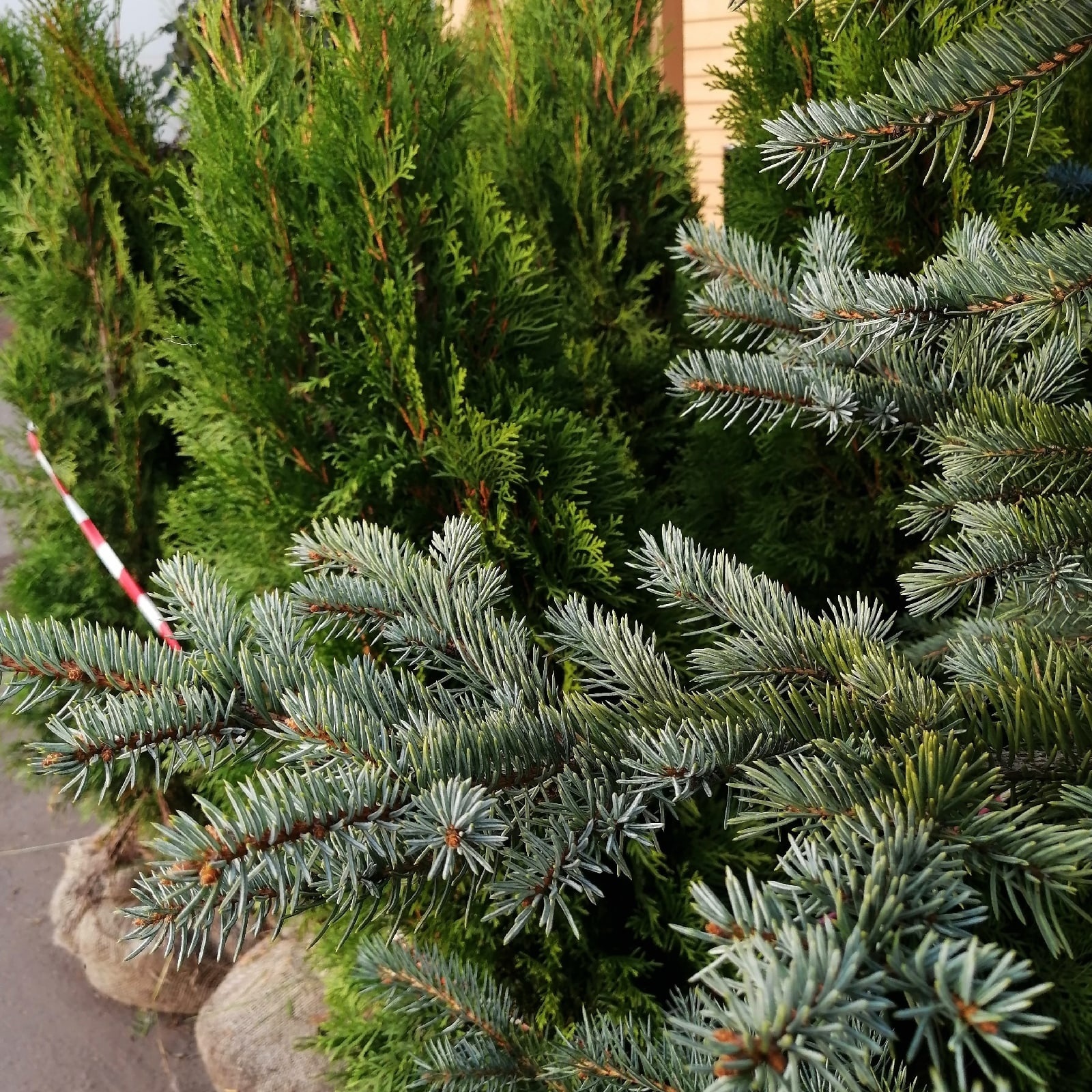 Pflanzung von Nadelbäumen im Herbst – Termine