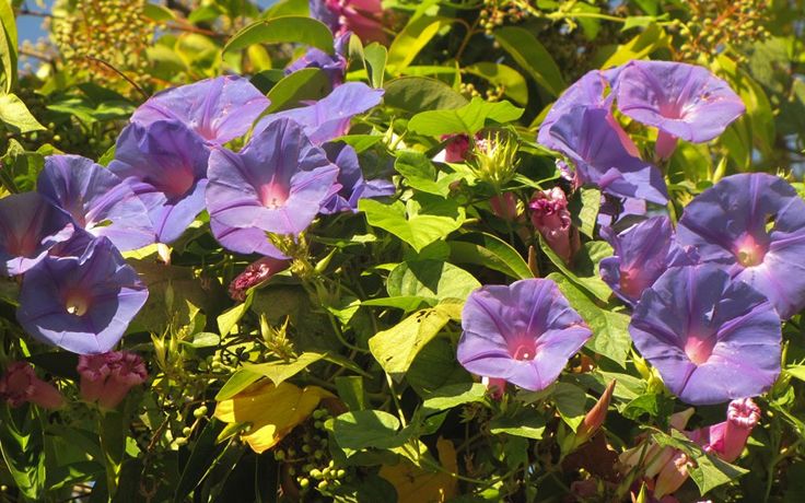 Convolvulus: Anbau aus Samen